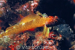 Fishs - Trypterigion delaisi by Vito Lorusso 